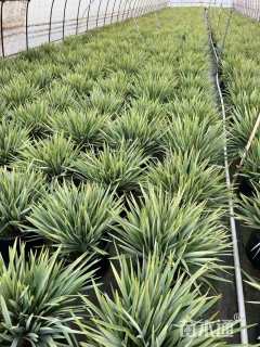 高度20厘米山菅兰