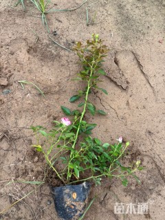 高度50厘米月季