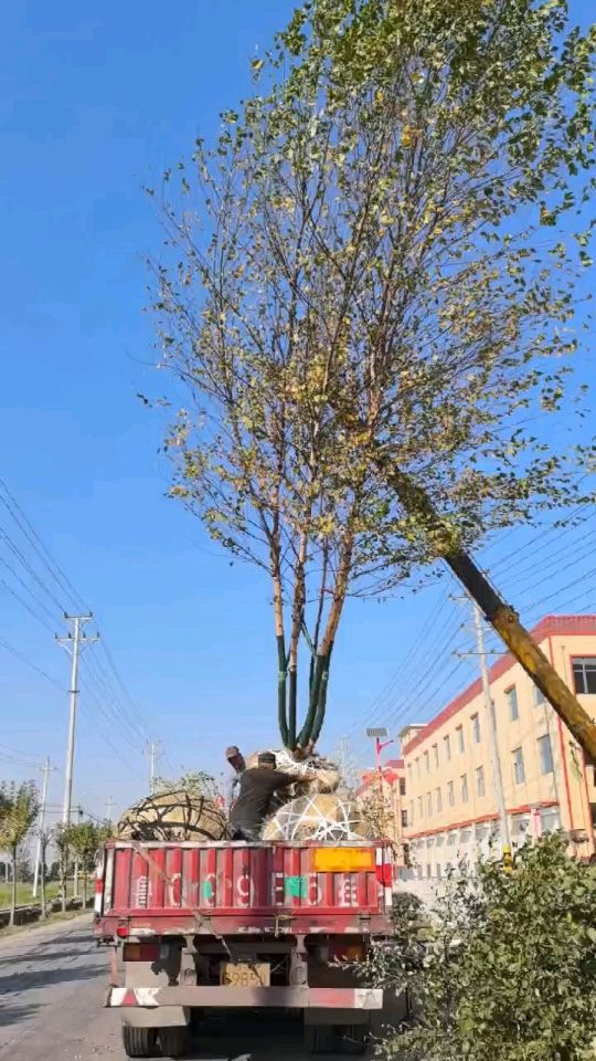 高度700厘米丛生白桦