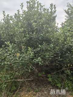 冠幅150厘米石楠球