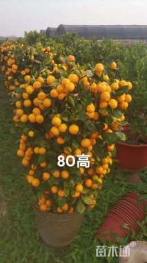 高度80厘米年桔