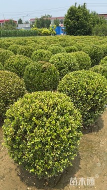 冠幅120厘米小叶黄杨球