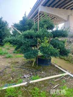 移栽苗造型罗汉松