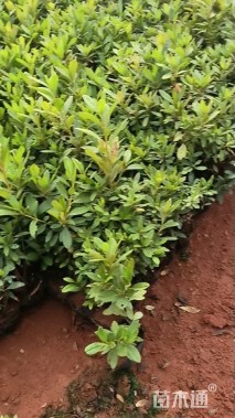 高度20厘米毛鹃