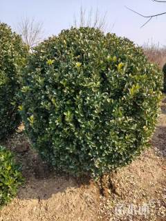 冠幅190厘米大叶黄杨球