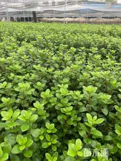 高度30厘米夏鹃