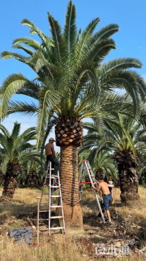 裸干高400厘米加拿利海枣