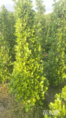 高度150厘米火山榕