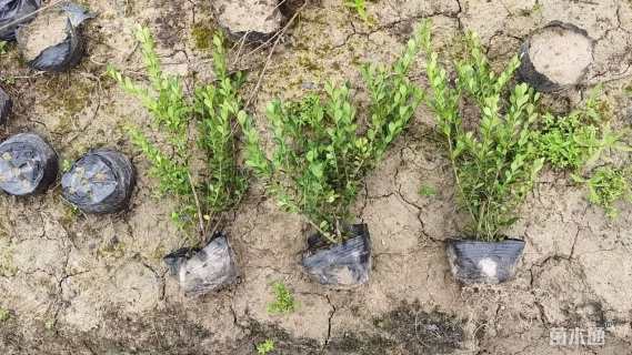 高度30厘米完美冬青