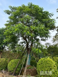 50公分凤凰木