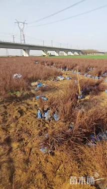 高度50厘米红叶小檗