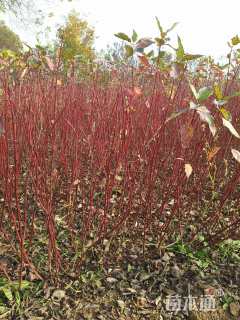 高度150厘米红瑞木