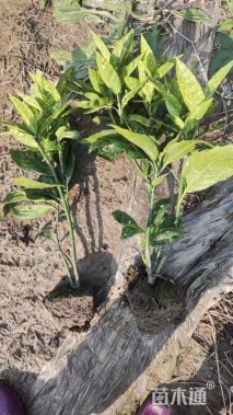 高度60厘米花叶珊瑚小苗