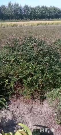 冠幅150厘米火棘球