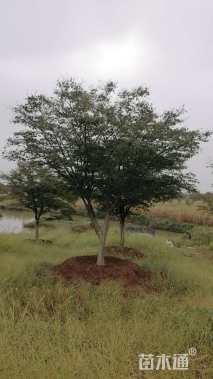 12公分日本红枫