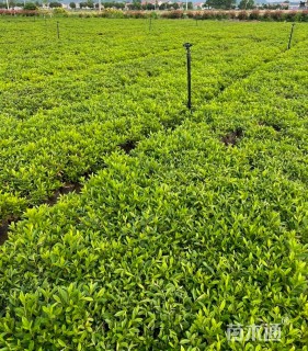 高度20厘米春鹃