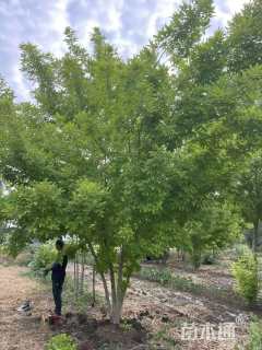 高度400厘米丛生金叶白蜡