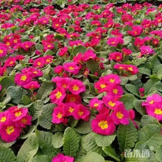 高度25厘米报春花