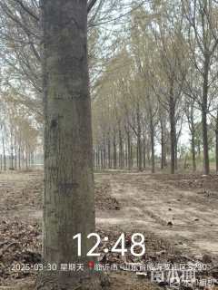 18公分美国红枫-红冠