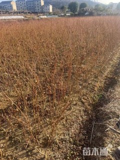 高度100厘米红枫小苗