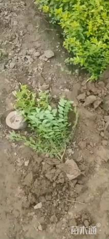 高度40厘米金叶女贞