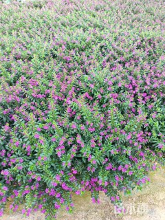 高度20厘米满天星