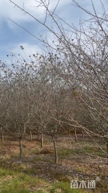 10公分垂丝海棠