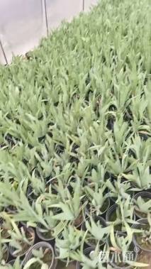 高度15厘米德国鸢尾