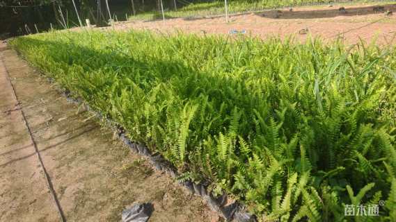高度15厘米肾蕨