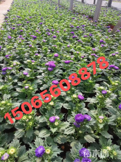 高度25厘米翠菊