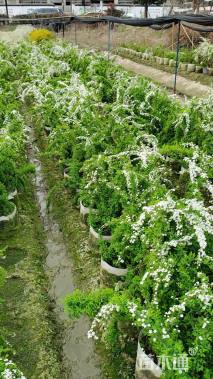 高度80厘米喷雪花