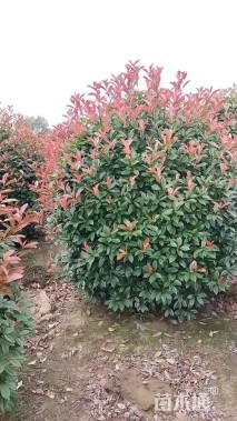 3.5公分红叶石楠