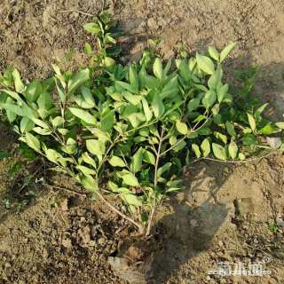 高度350厘米金森女贞