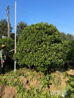 高度280厘米非洲茉莉球