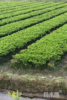 高度30厘米夏鹃