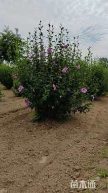 高度150厘米丛生木槿