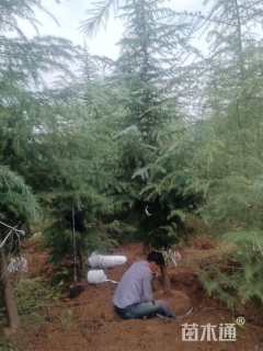 高度800厘米雪松