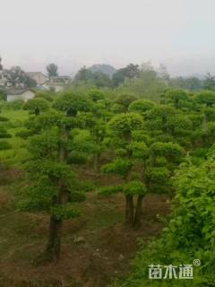 10公分造型小叶女贞