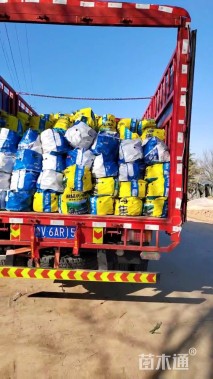 高度40厘米紫露草