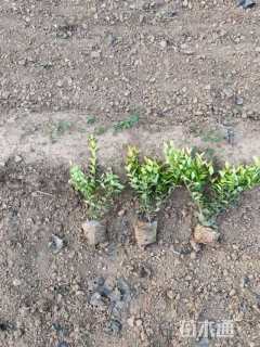 高度40厘米金森女贞