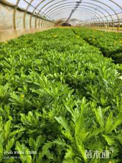 高度30厘米木春菊