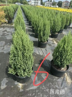 高度50厘米落基山圆柏