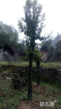 高度150厘米金弹子