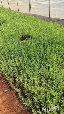 高度30厘米薰衣草