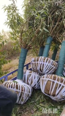 10公分紫叶碧桃