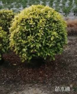 冠幅200厘米黄金榕球