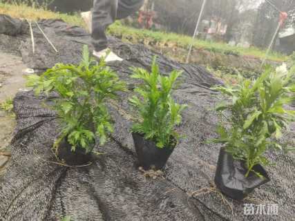 高度25厘米木春菊