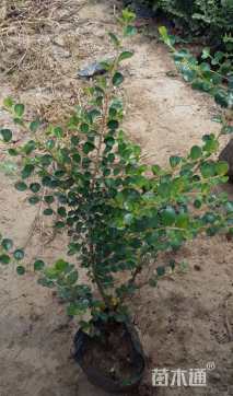 高度80厘米平枝栒子