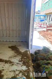 草卷状马尼拉草