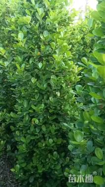 高度180厘米火山榕